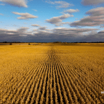 Picture of a corn field in Nebraska. Image is being used for a blog post about top media outlets in Nebraska.