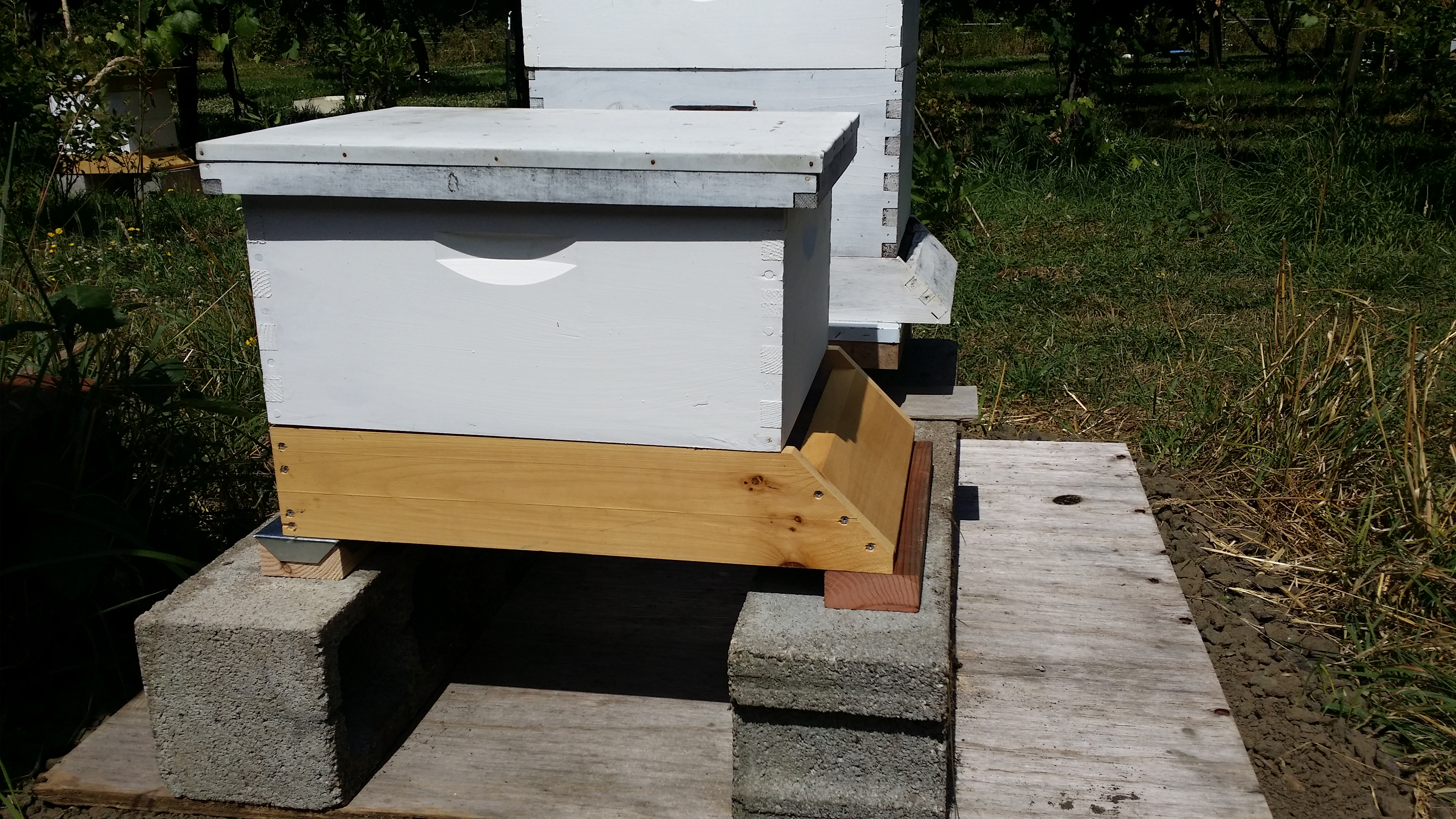 Bee Certain Announces Launch of Wireless Honeybee Hive Monitoring ...